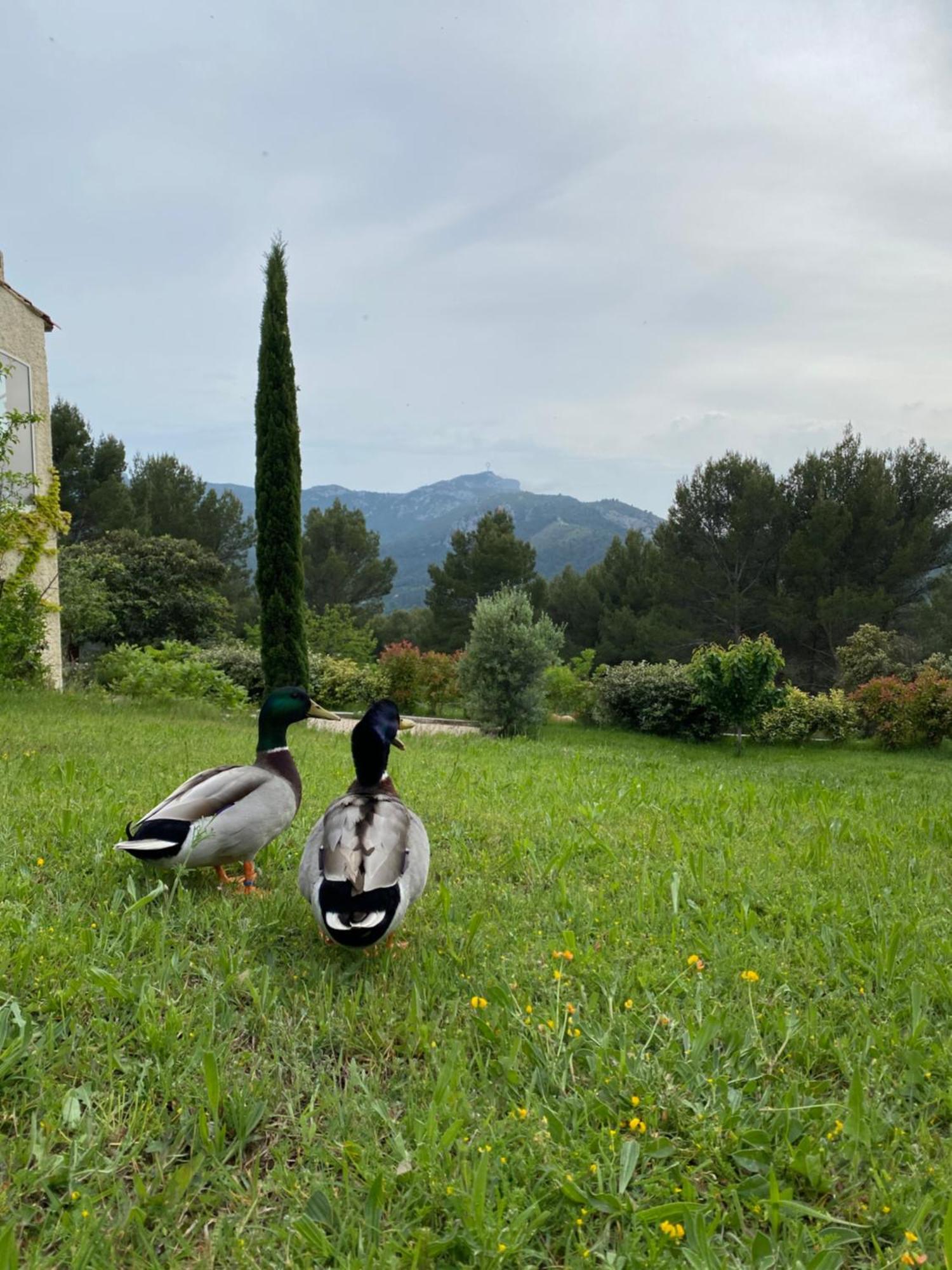 La Maison Perchee Auriol Buitenkant foto